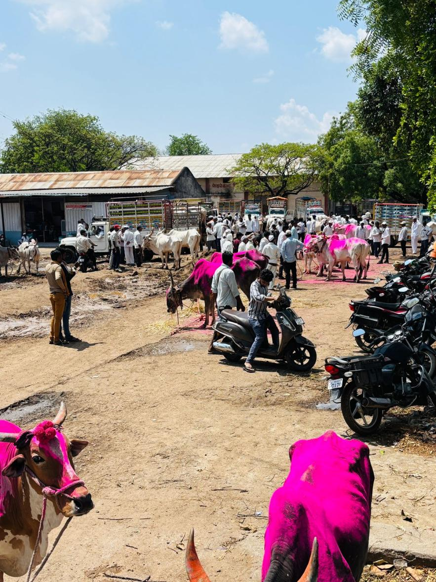 बैल बाजार